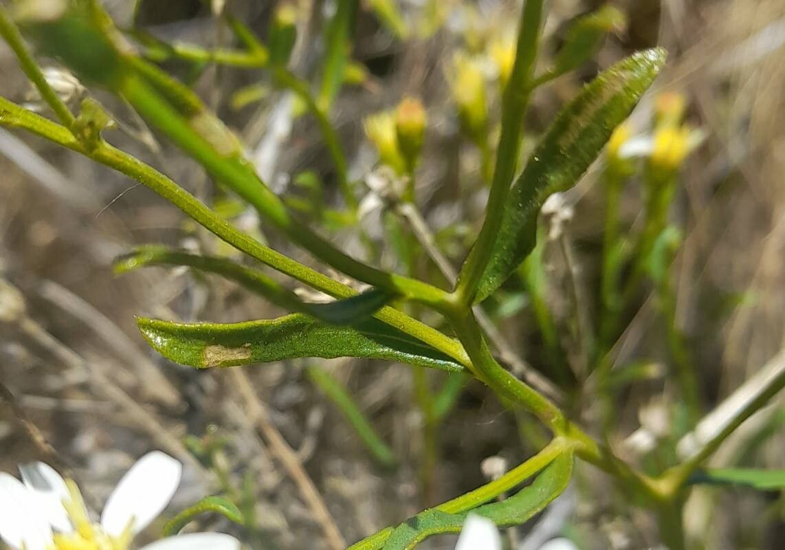 Gutierrezia solbrigii leaf