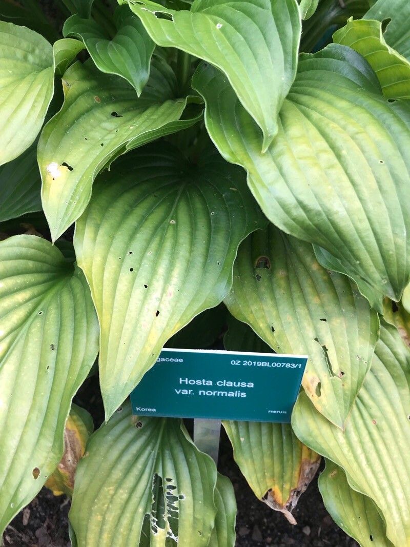 Hosta clausa leaf