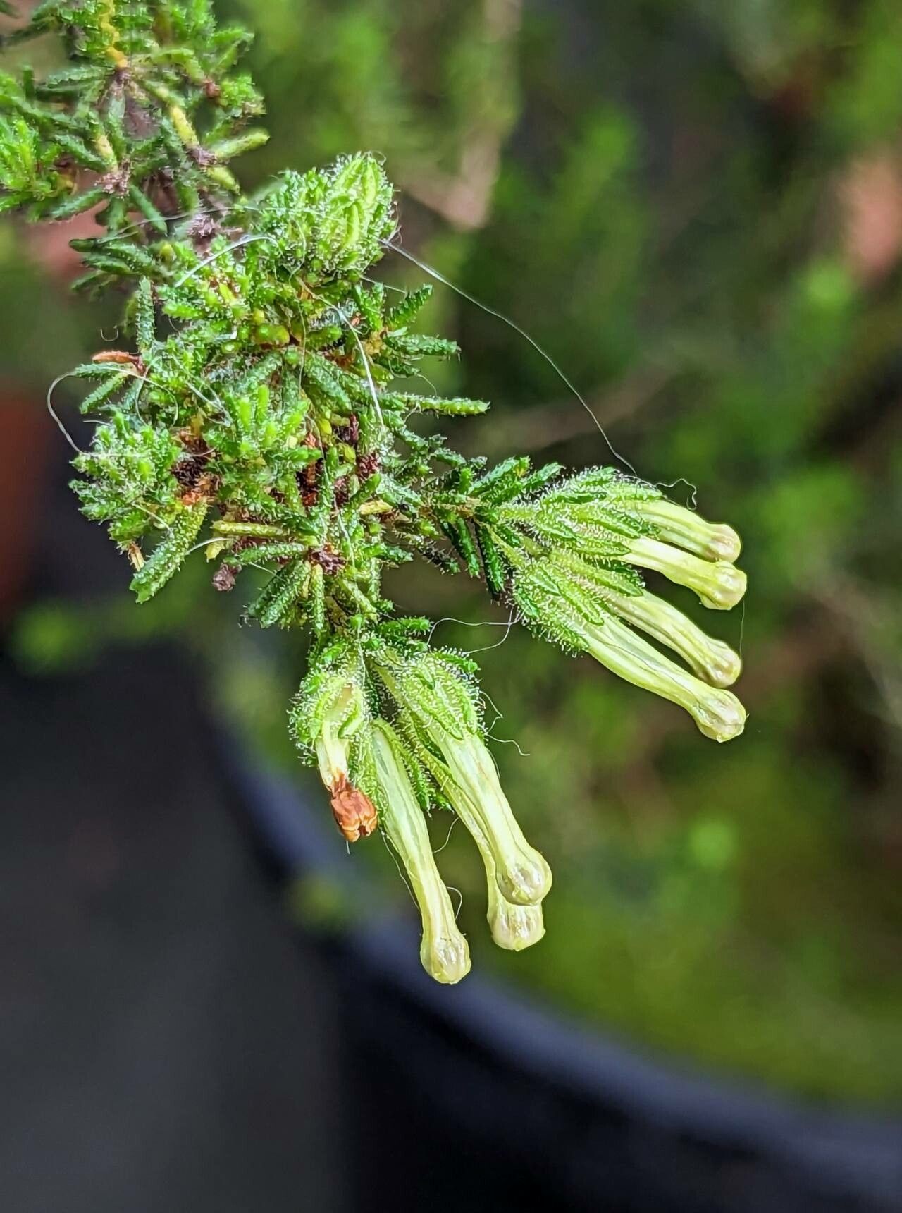 Erica glandulosa flower