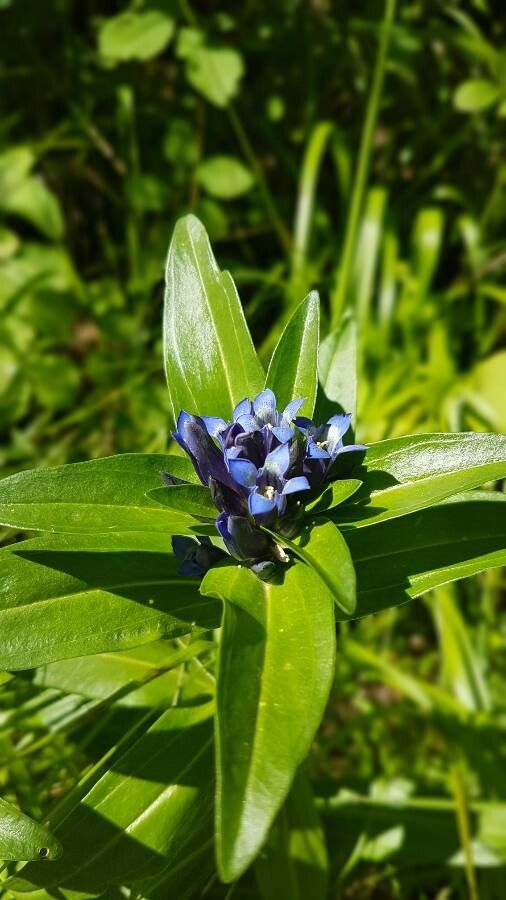 Gentiana cruciata flower