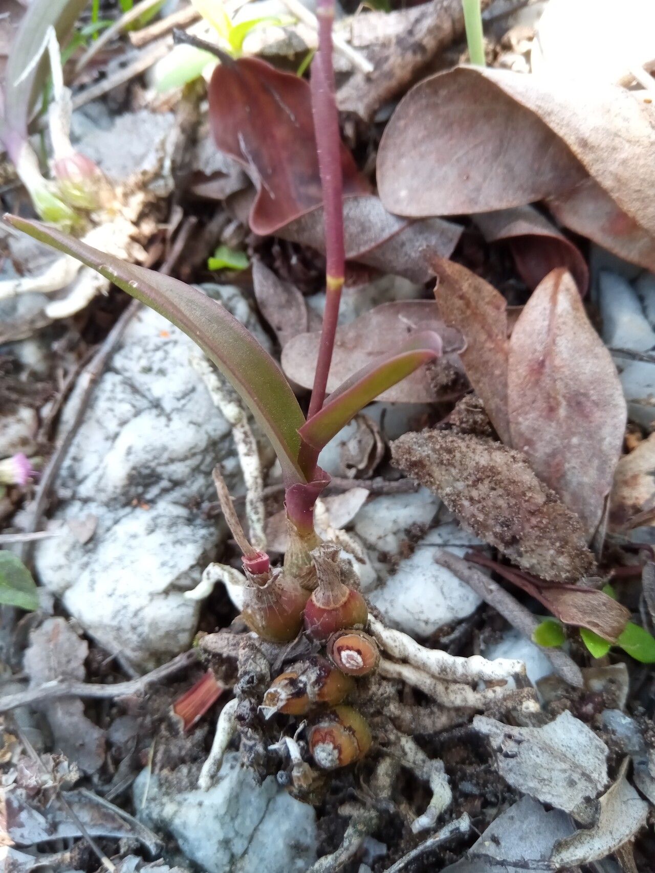 Polystachya monophylla habit
