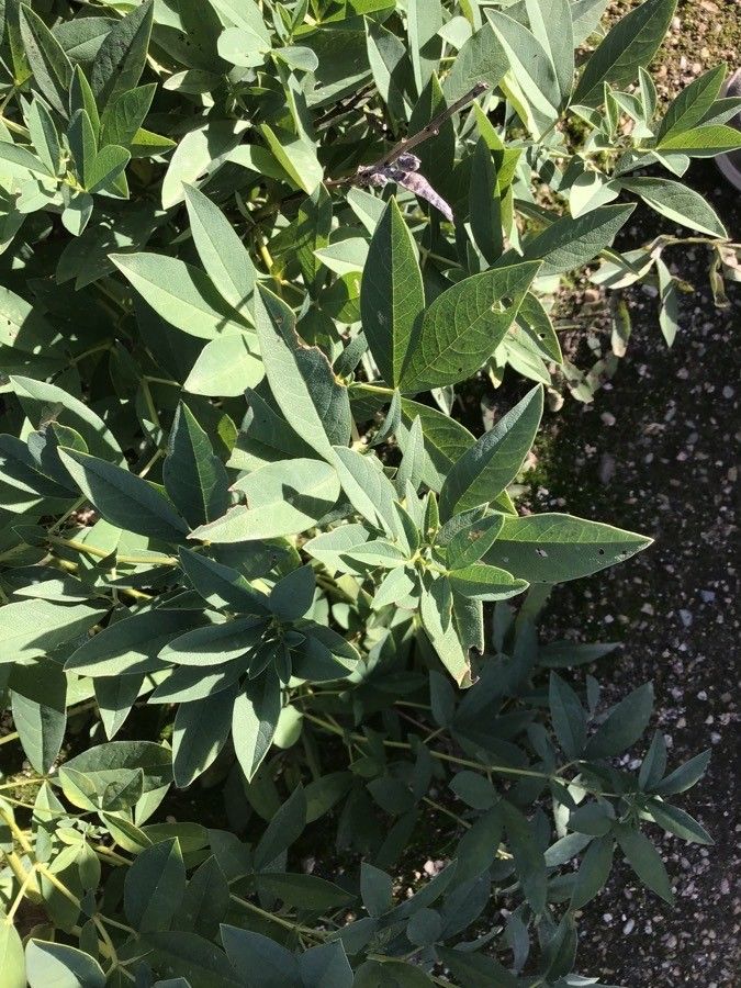 Thermopsis montana — clay tolerant houseplant