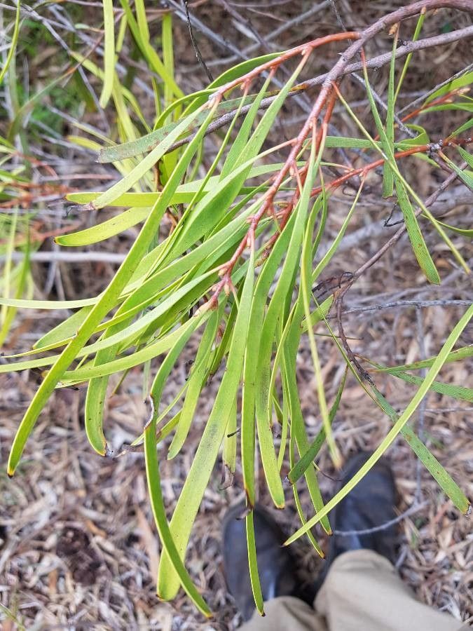 Hakea multilineata — search result for 'Hakea'