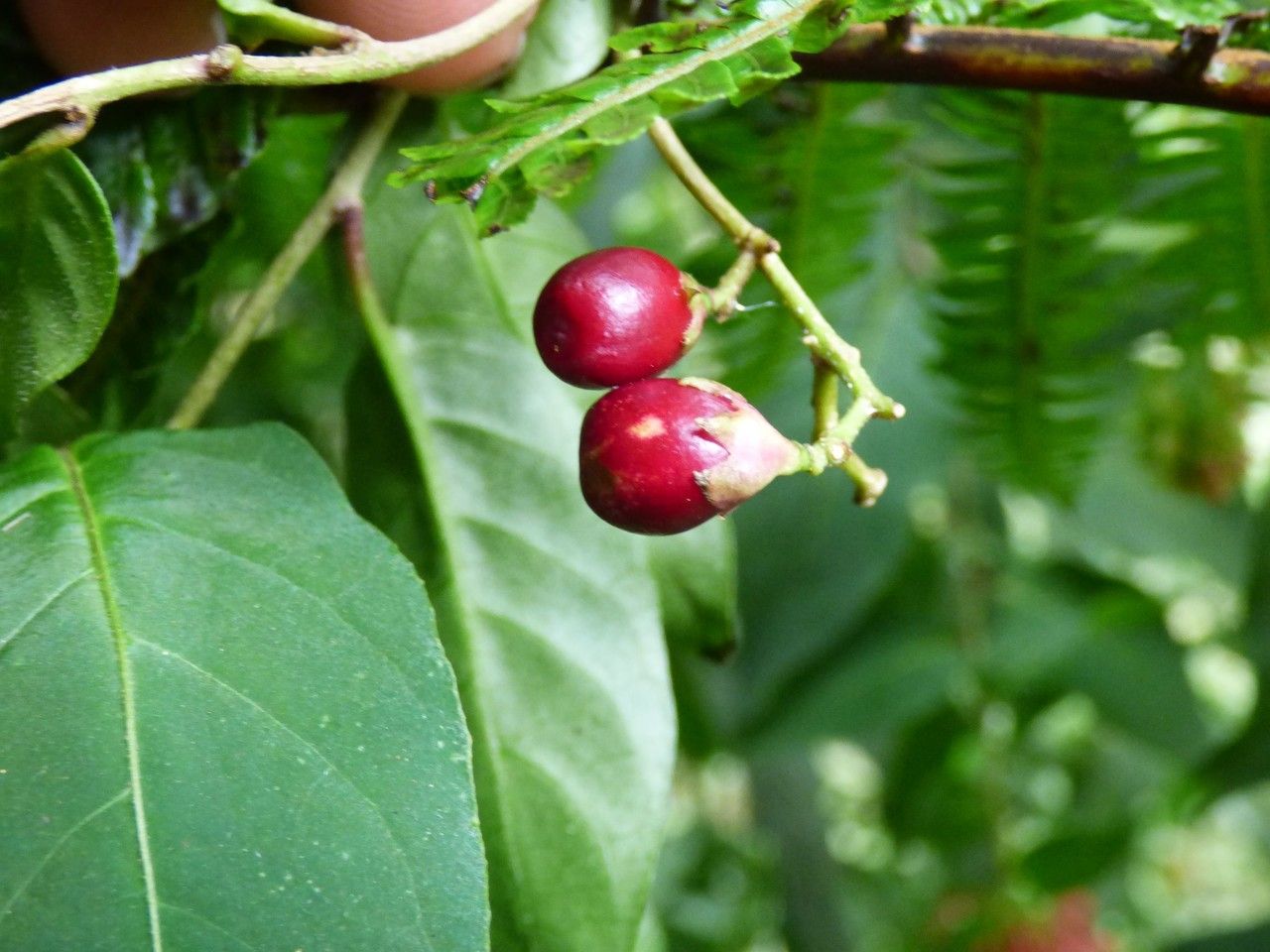 Cestrum elegans fruit