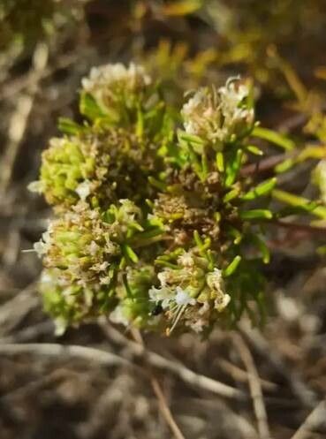 Baccharis boliviensis — search result for 'Baccharis'
