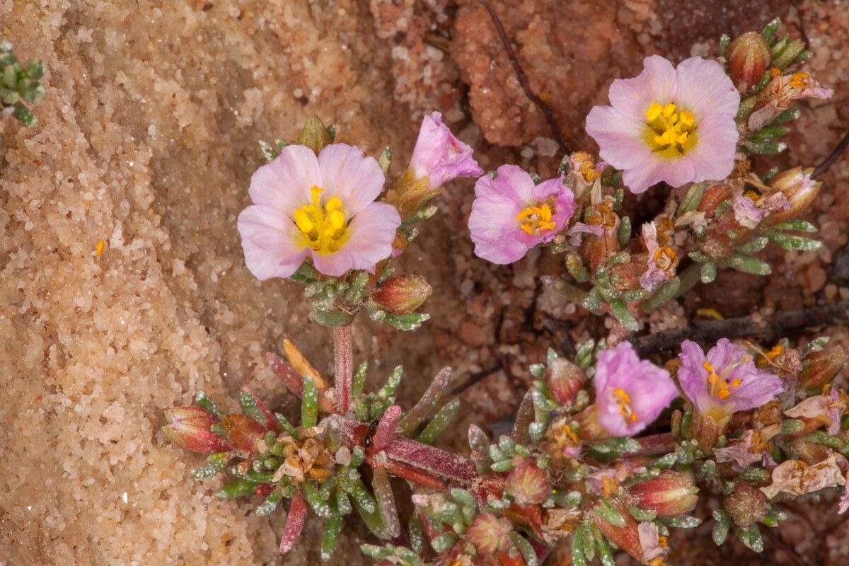Frankenia pulverulenta flower