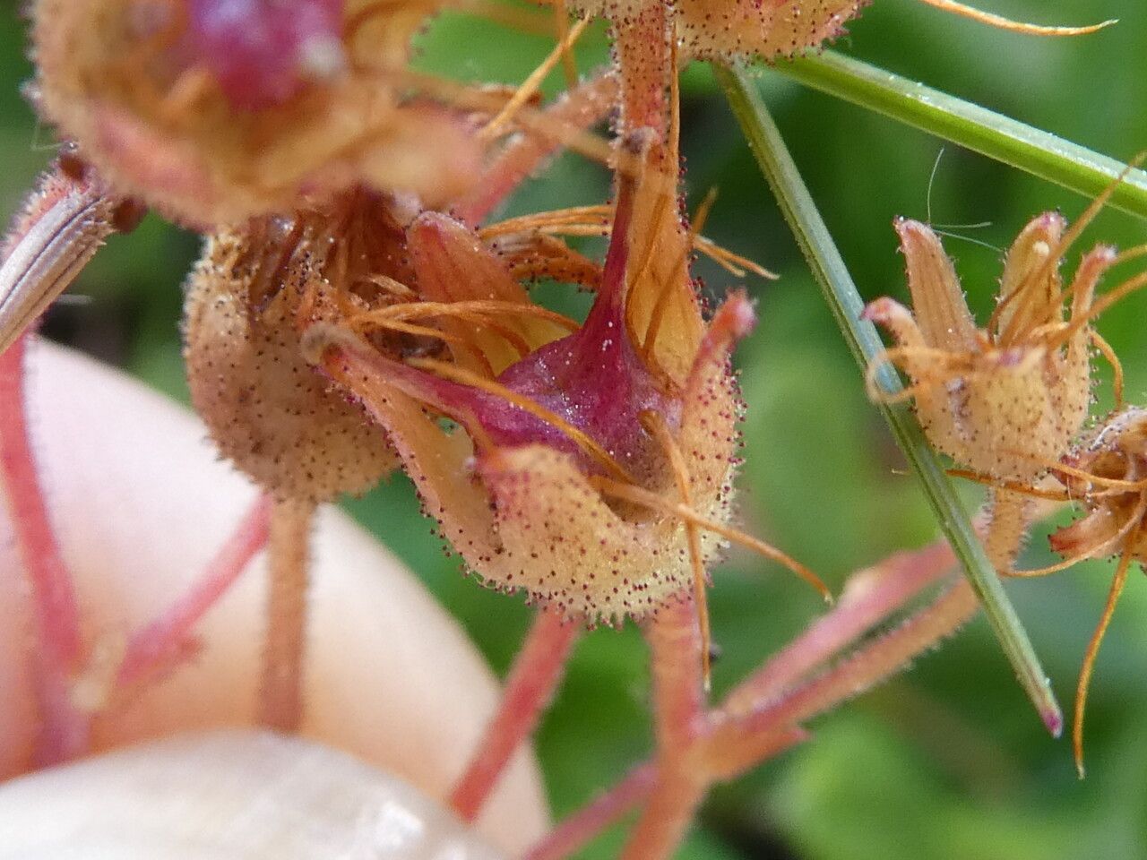 Saxifraga granulata fruit