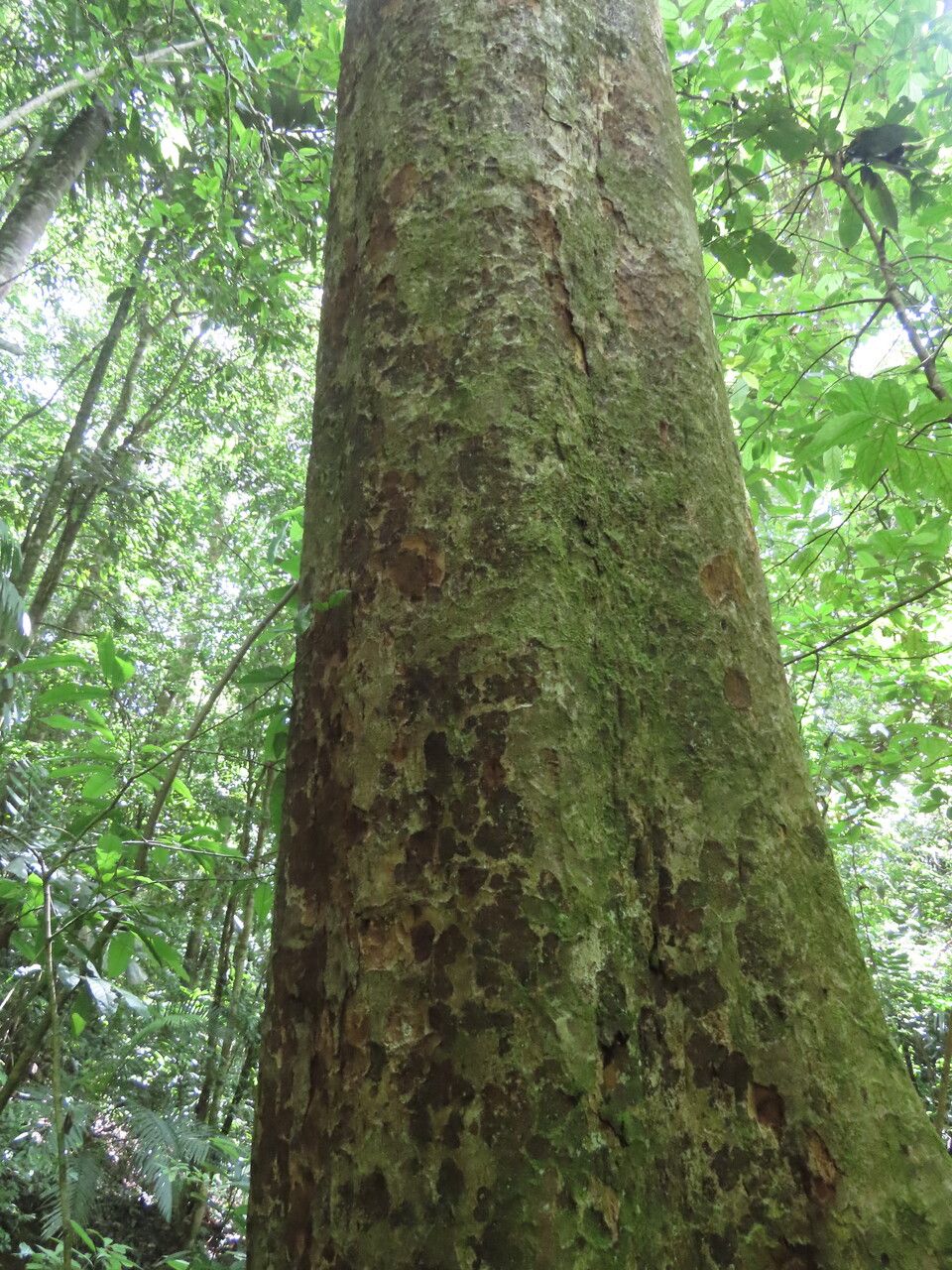Carapa nicaraguensis habit