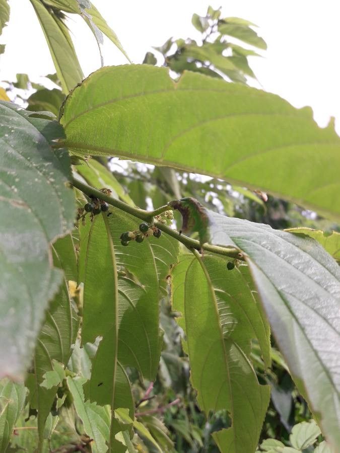 Trema micrantha fruit