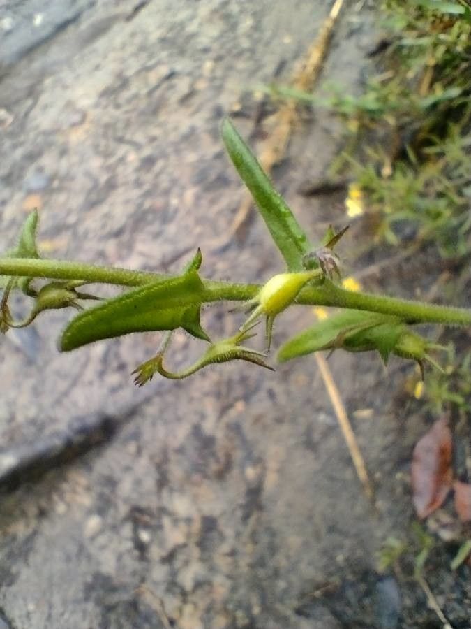 Goodenia heterophylla — search result for 'Goodeniaceae'