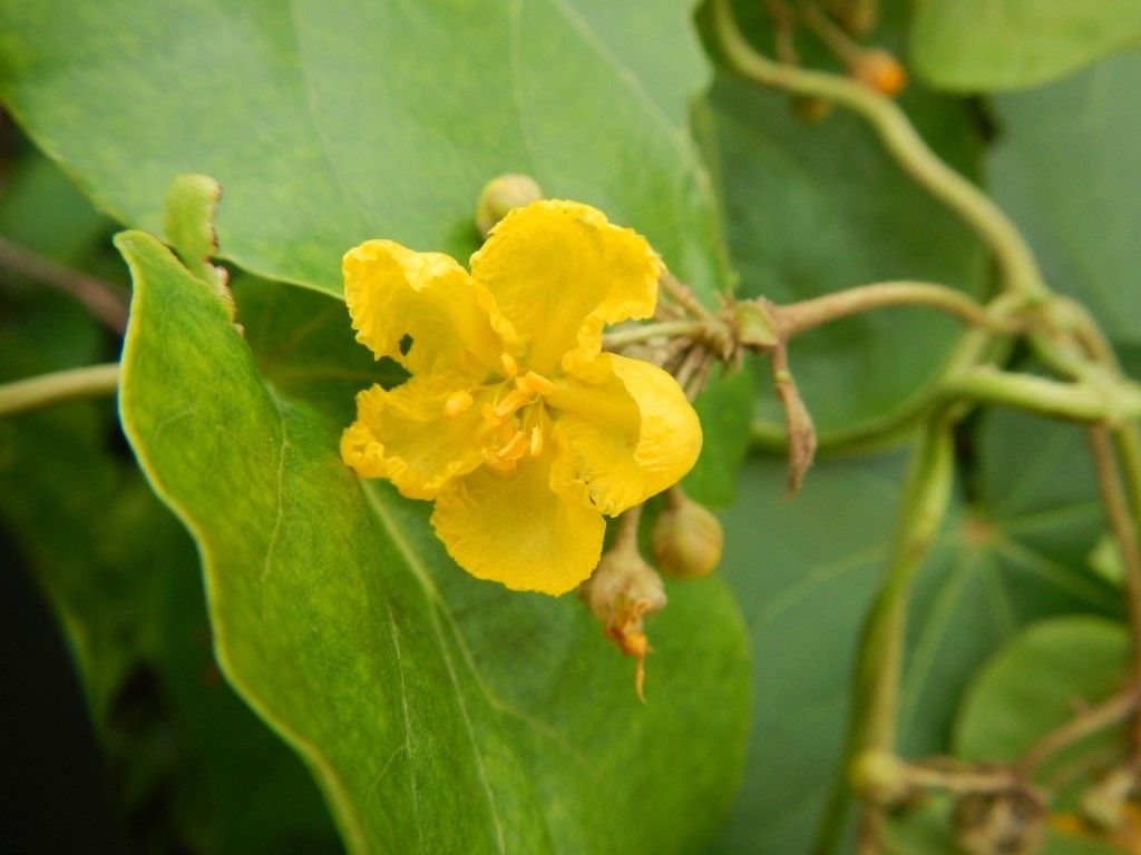 Stigmaphyllon grandifolium — houseplant care guide