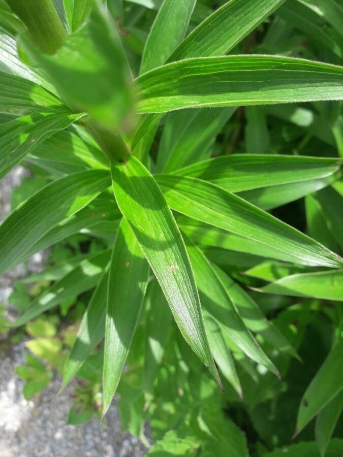 Lilium monadelphum — search result for 'Lilium'