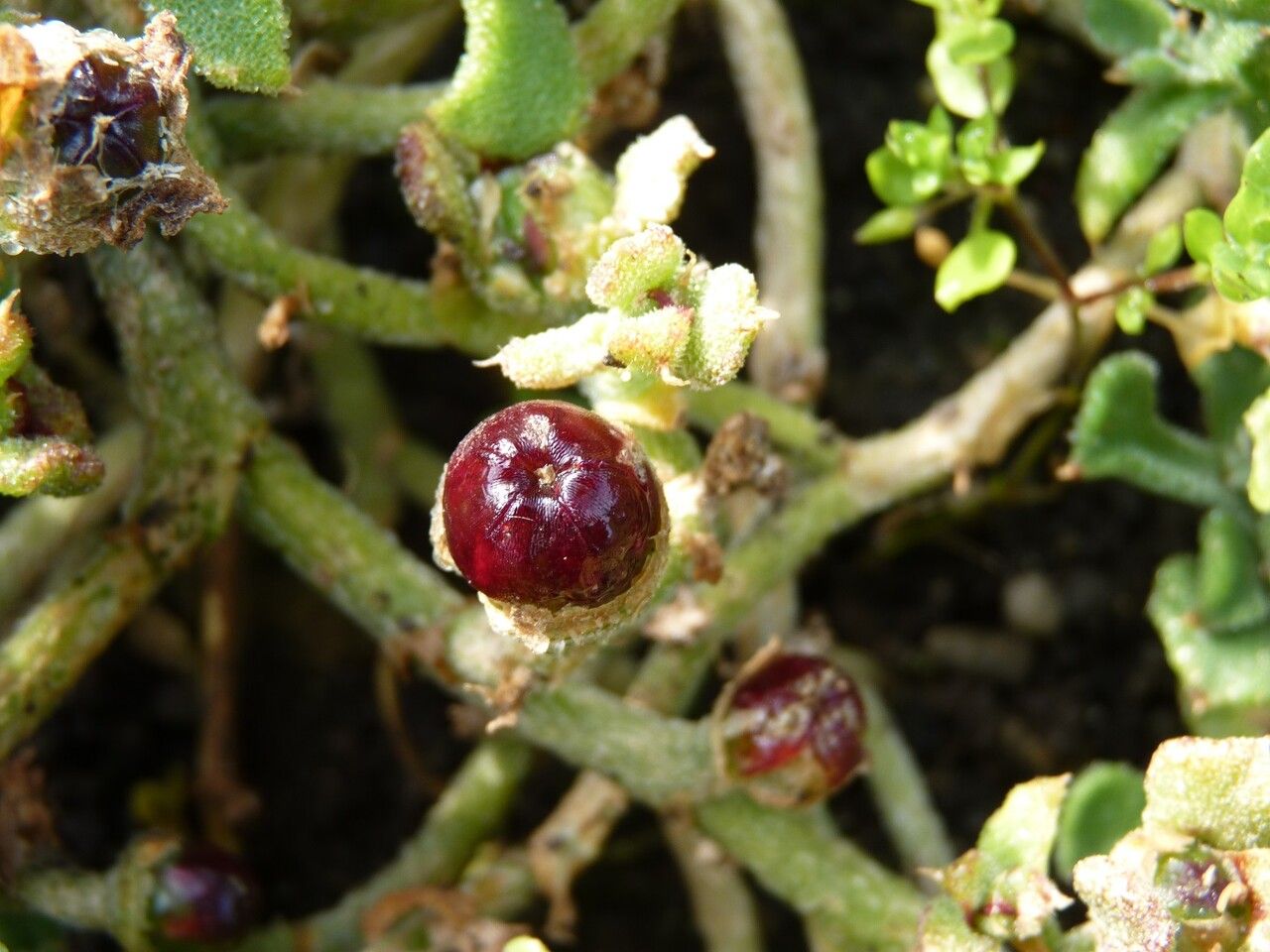 Mesembryanthemum crystallinum fruit
