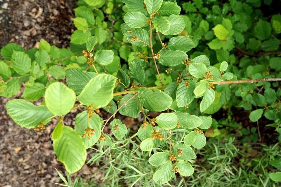 Frangula rupestris leaf