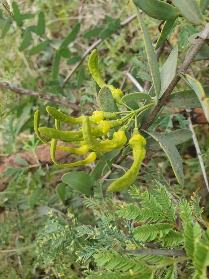 Plicosepalus sagittifolius other