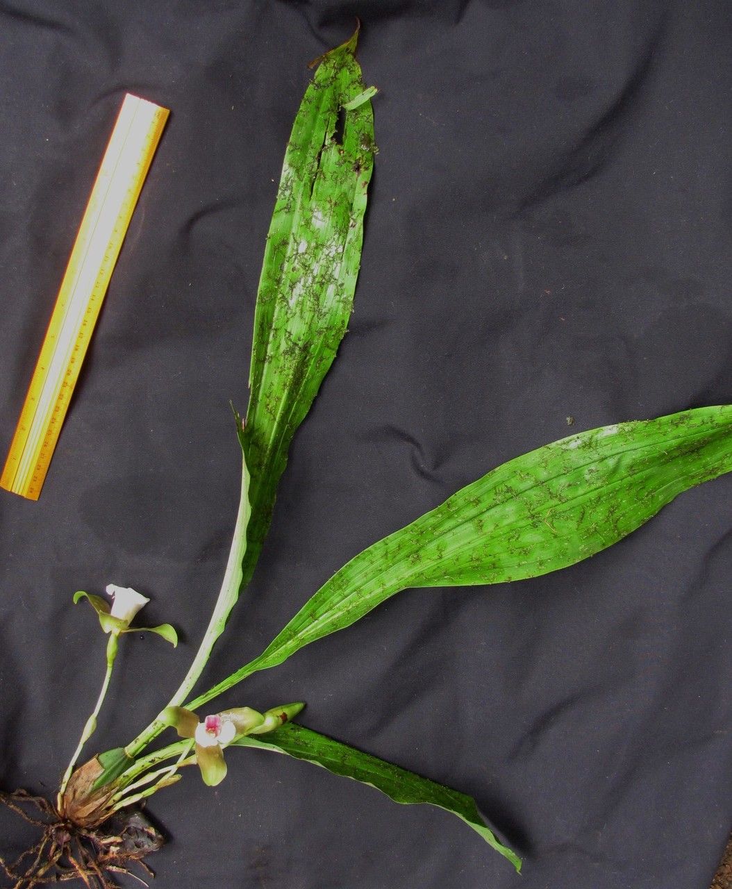 Lycaste puntarenasensis other