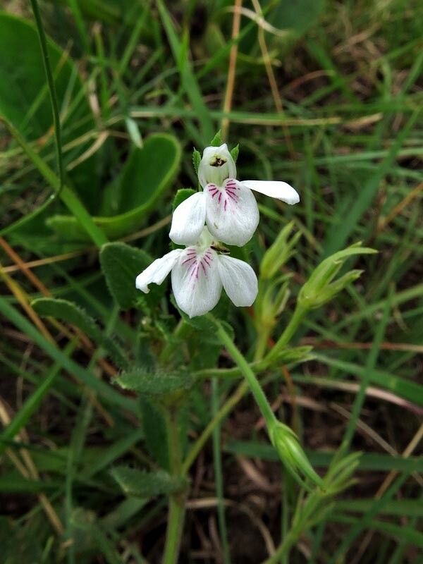 Justicia anagalloides flower