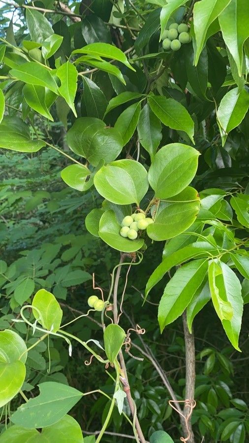 Smilax china fruit