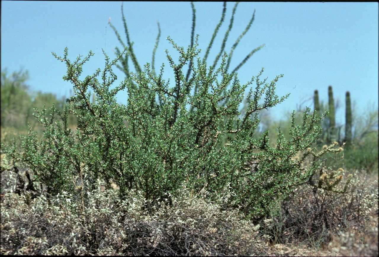 Jatropha cuneata habit