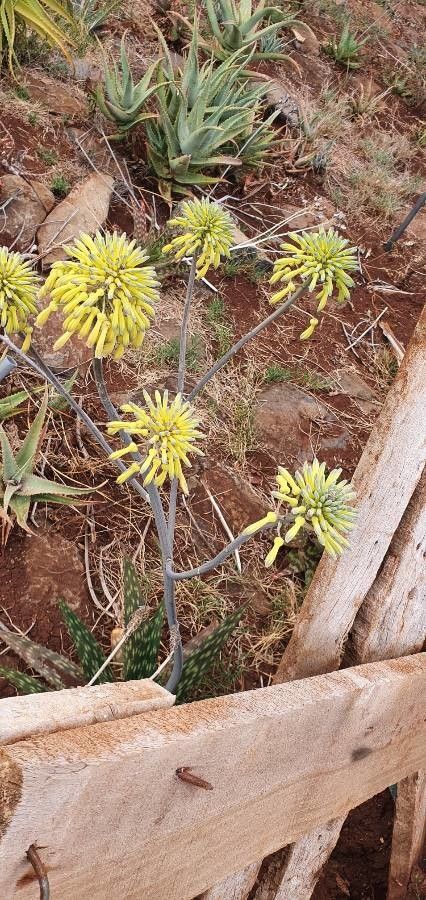 Aloe lateritia flower