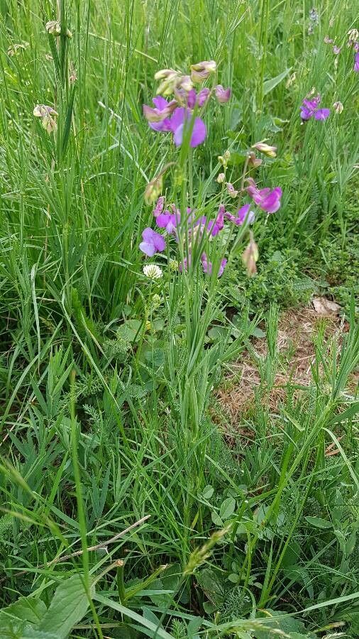 Lathyrus bauhinii — search result for 'Lathyrus'