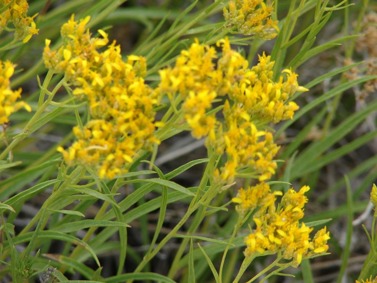 Chrysothamnus viscidiflorus flower