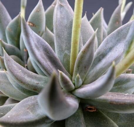 Echeveria humilis — houseplant care guide