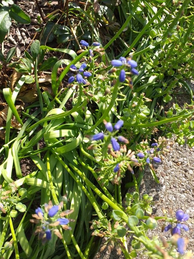 Polygala alpina bark