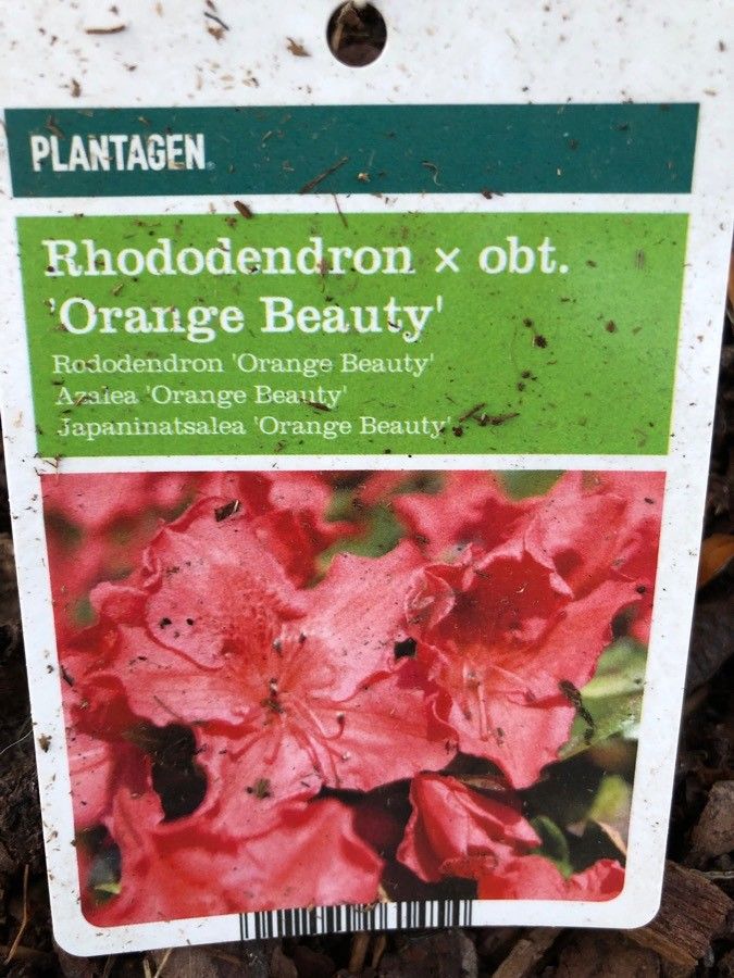 Rhododendron x obtusum other
