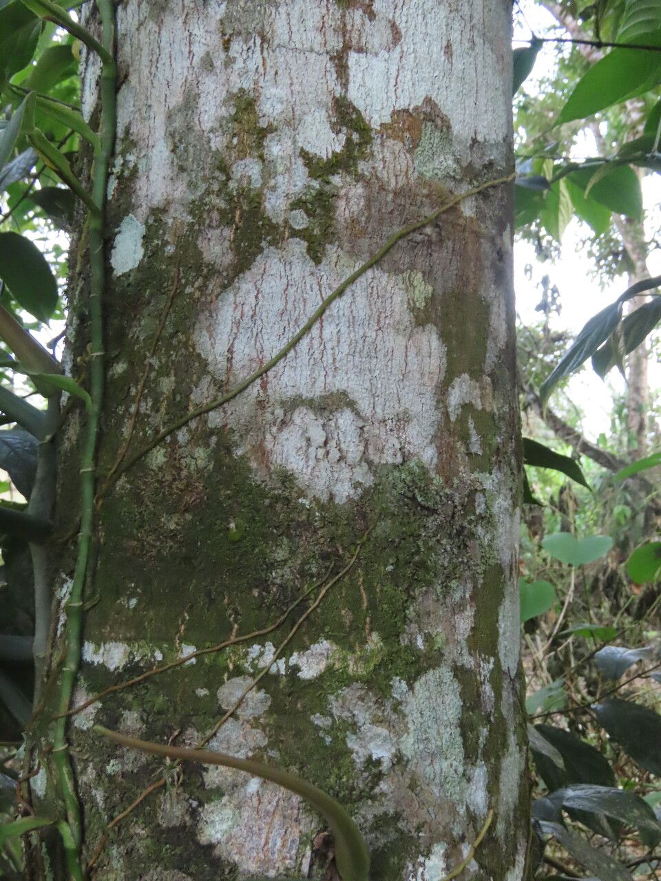 Lonchocarpus ferrugineus bark