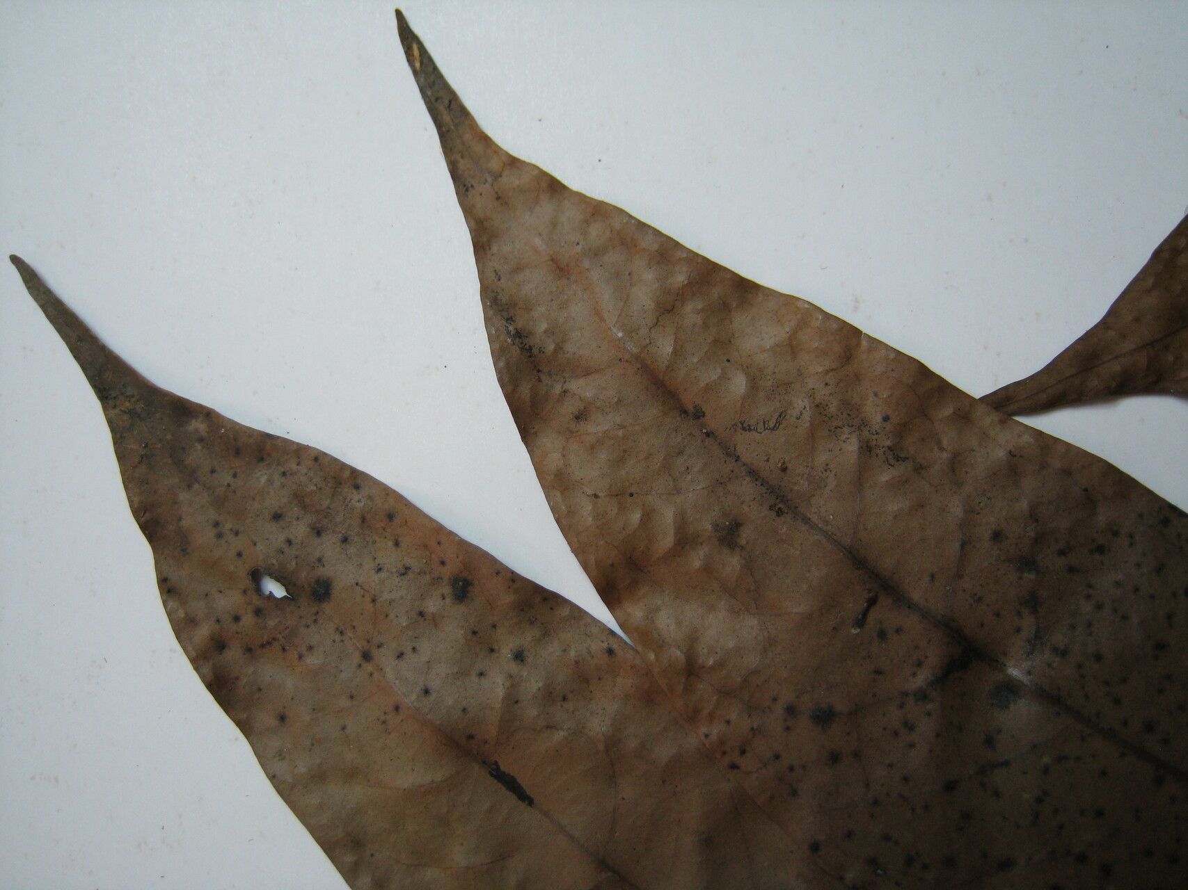 Unonopsis perrottetii other