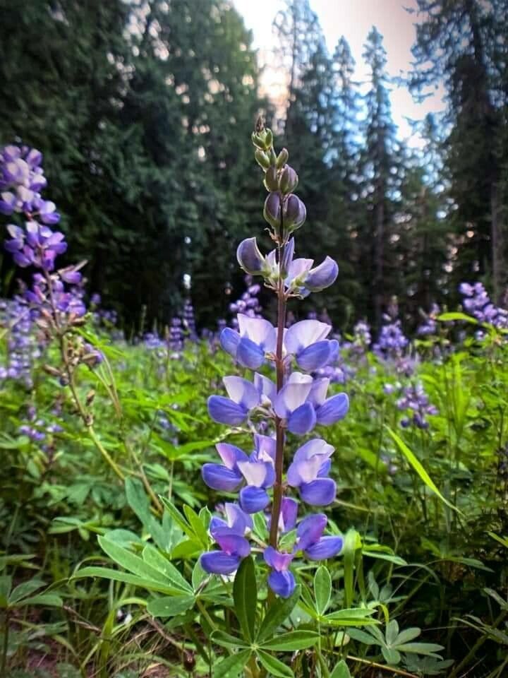 Lupinus perennis flower