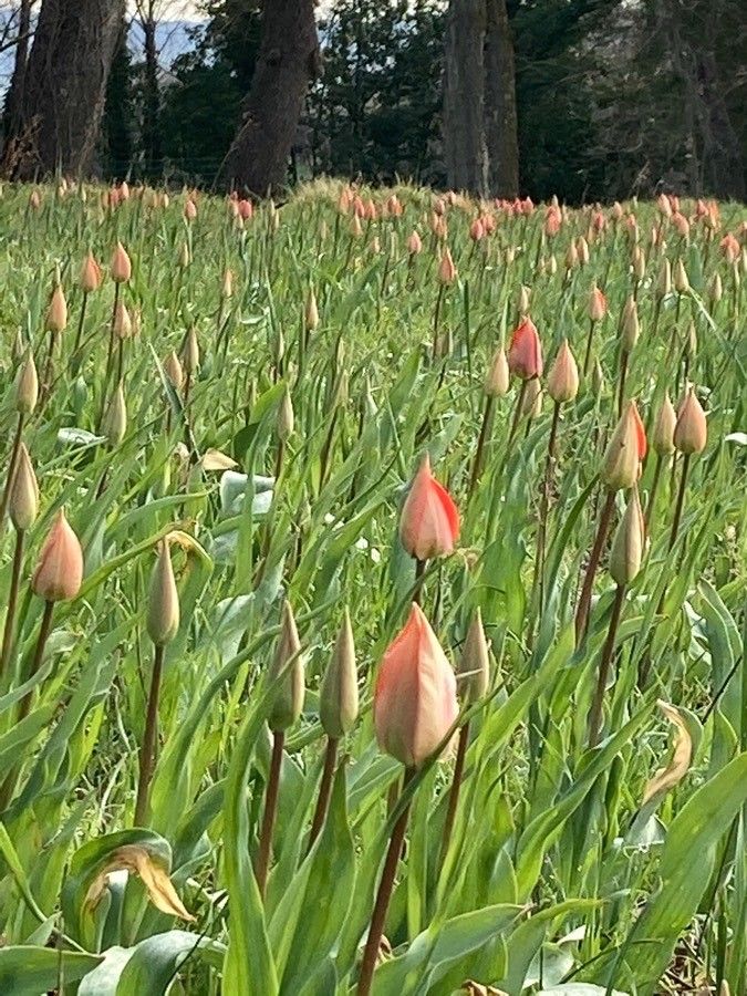 Tulipa raddii — search result for 'Tunisia'