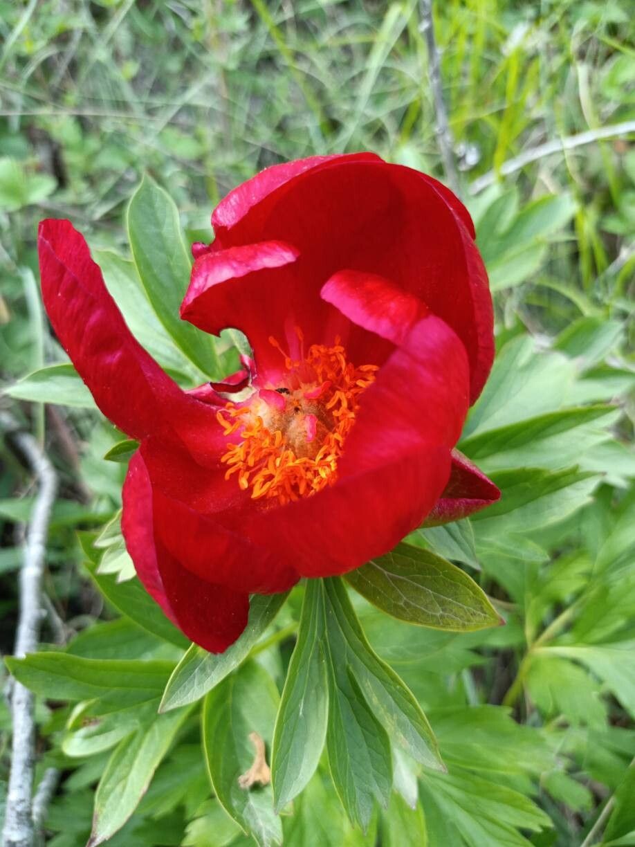 Paeonia saueri — houseplant care guide