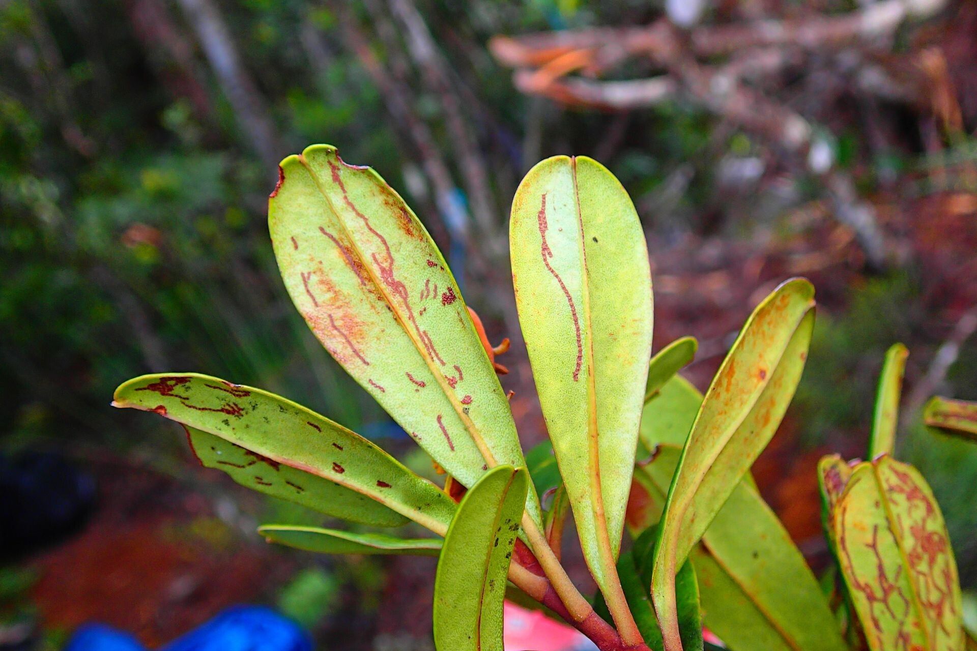 Hibbertia emarginata — houseplant care guide