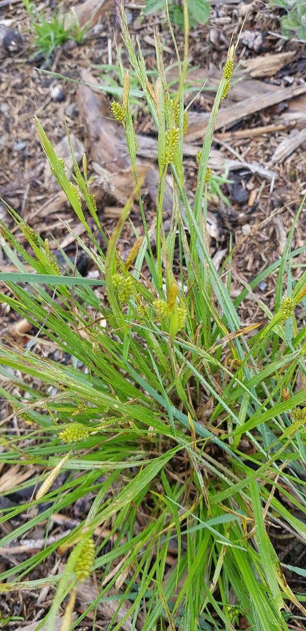 Carex punctata leaf