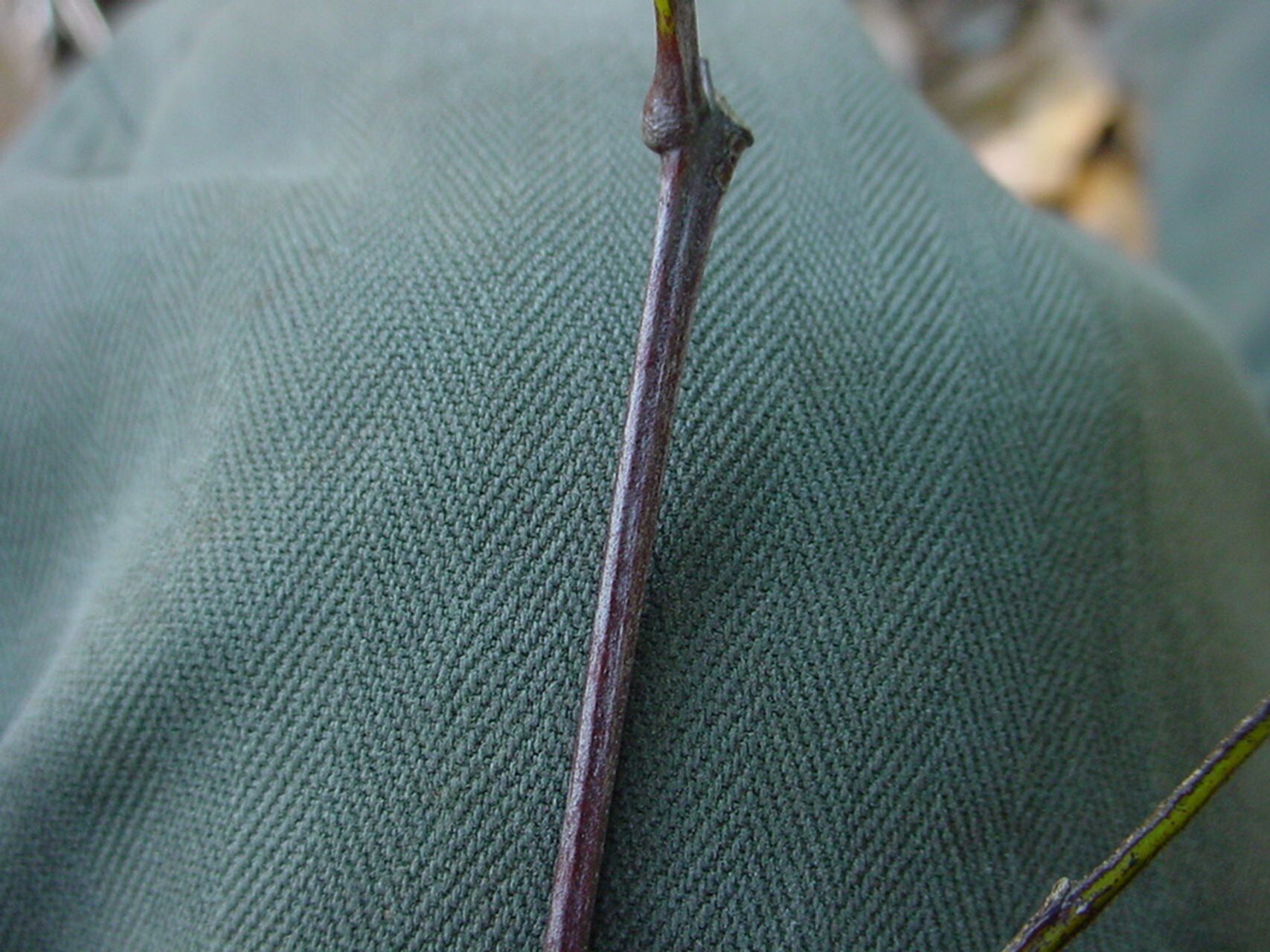 Cupaniopsis trigonocarpa bark