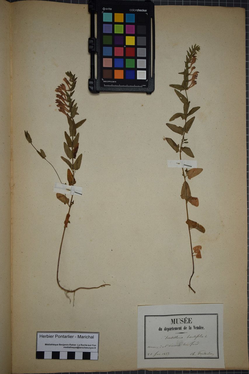 Scutellaria hastifolia other