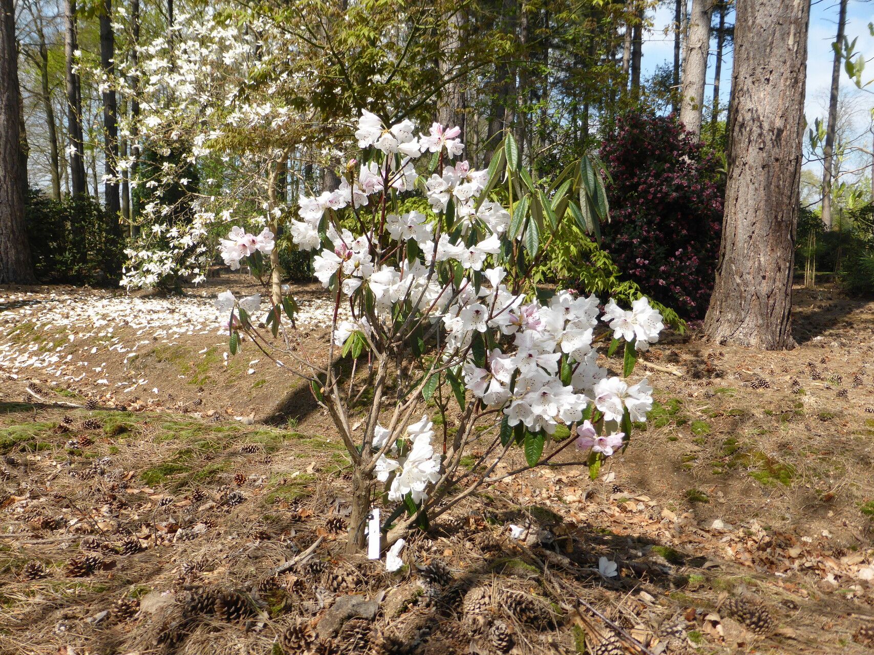 Rhododendron floribundum habit