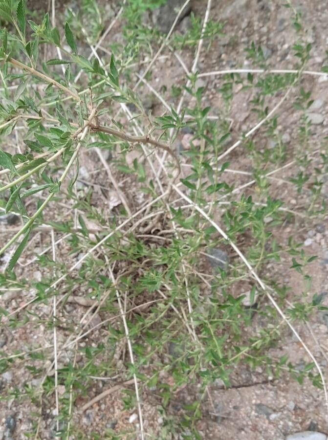 Lippia turbinata habit