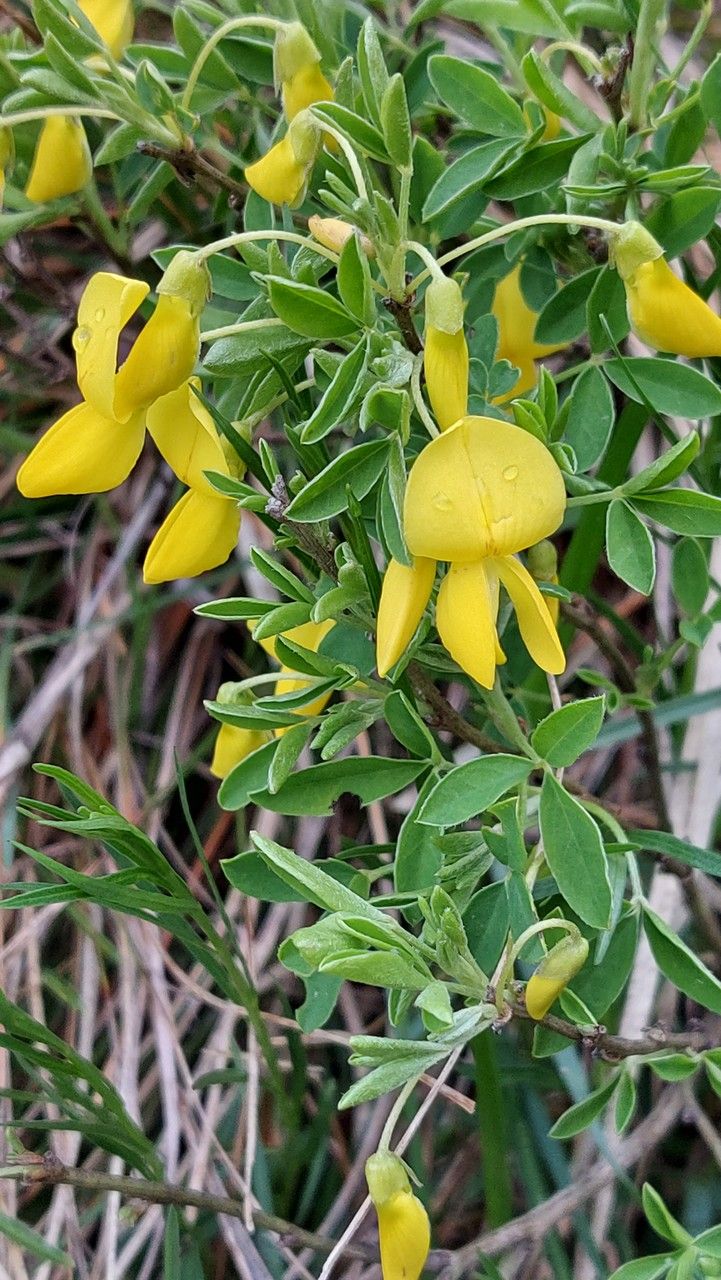 Cytisus emeriflorus — search result for 'Cytisus'