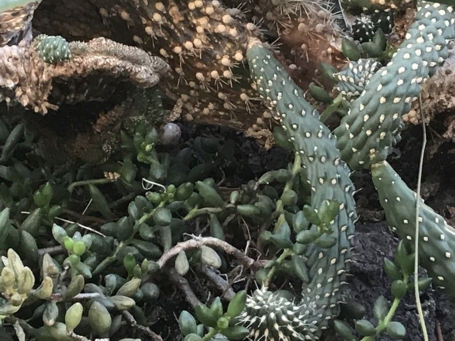 Cylindropuntia spinosior — search result for 'Opuntia'