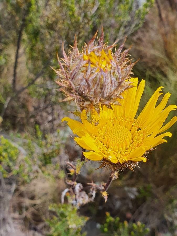 Berkheya spekeana flower