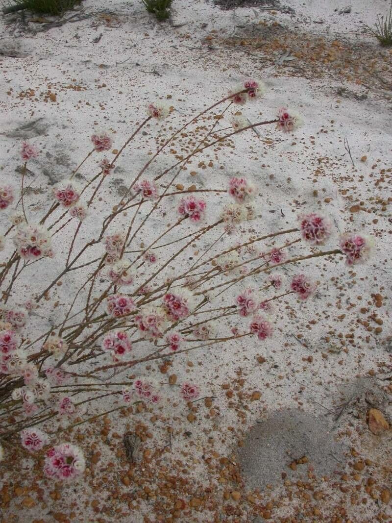 Verticordia ovalifolia flower