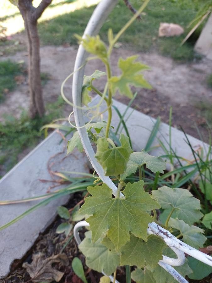 Sicana odorifera — houseplant care guide