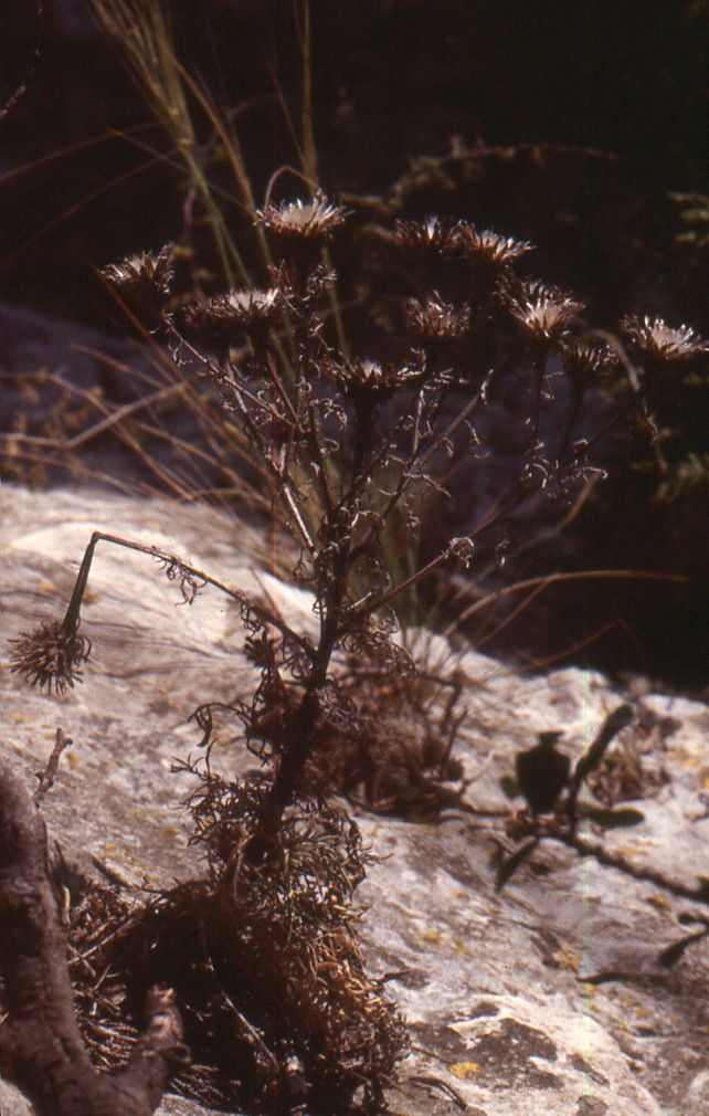 Centaurea corymbosa fruit