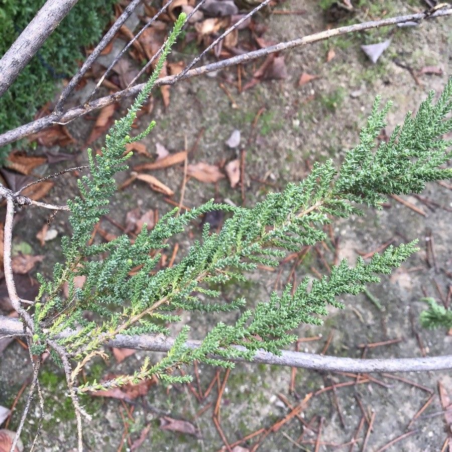 Fabiana imbricata — search result for 'Solanaceae'