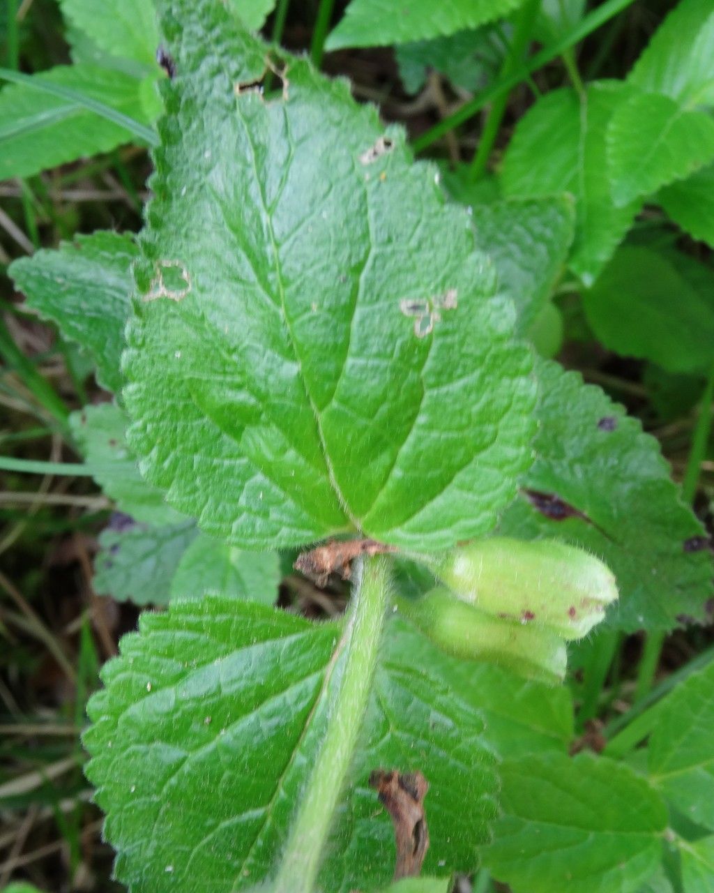 Melittis melissophyllum leaf