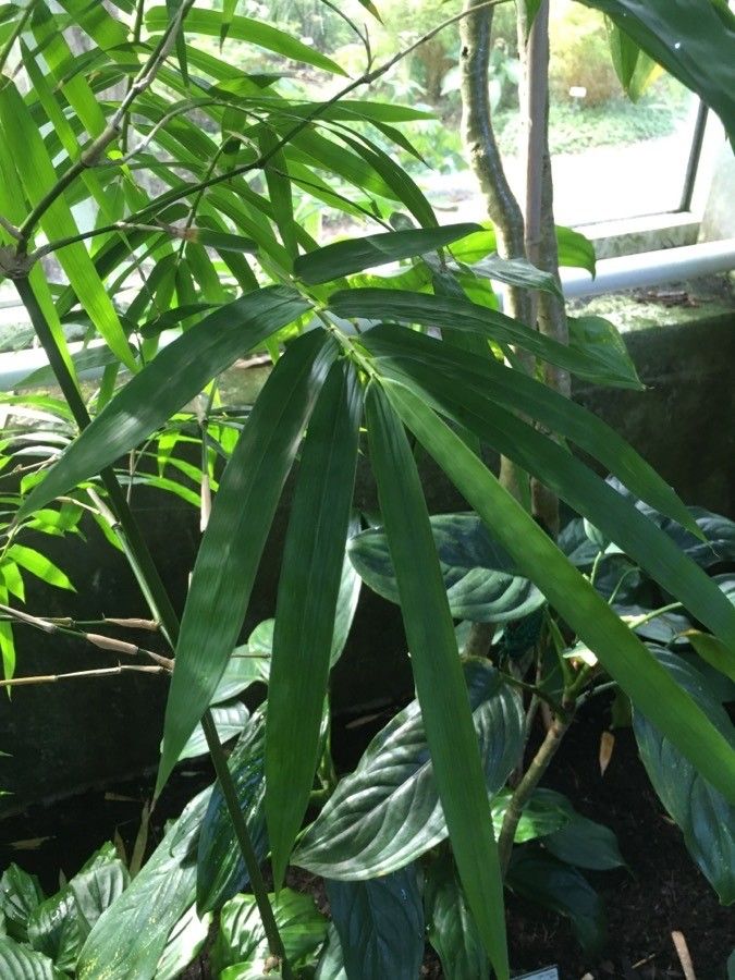 Bambusa tuldoides leaf