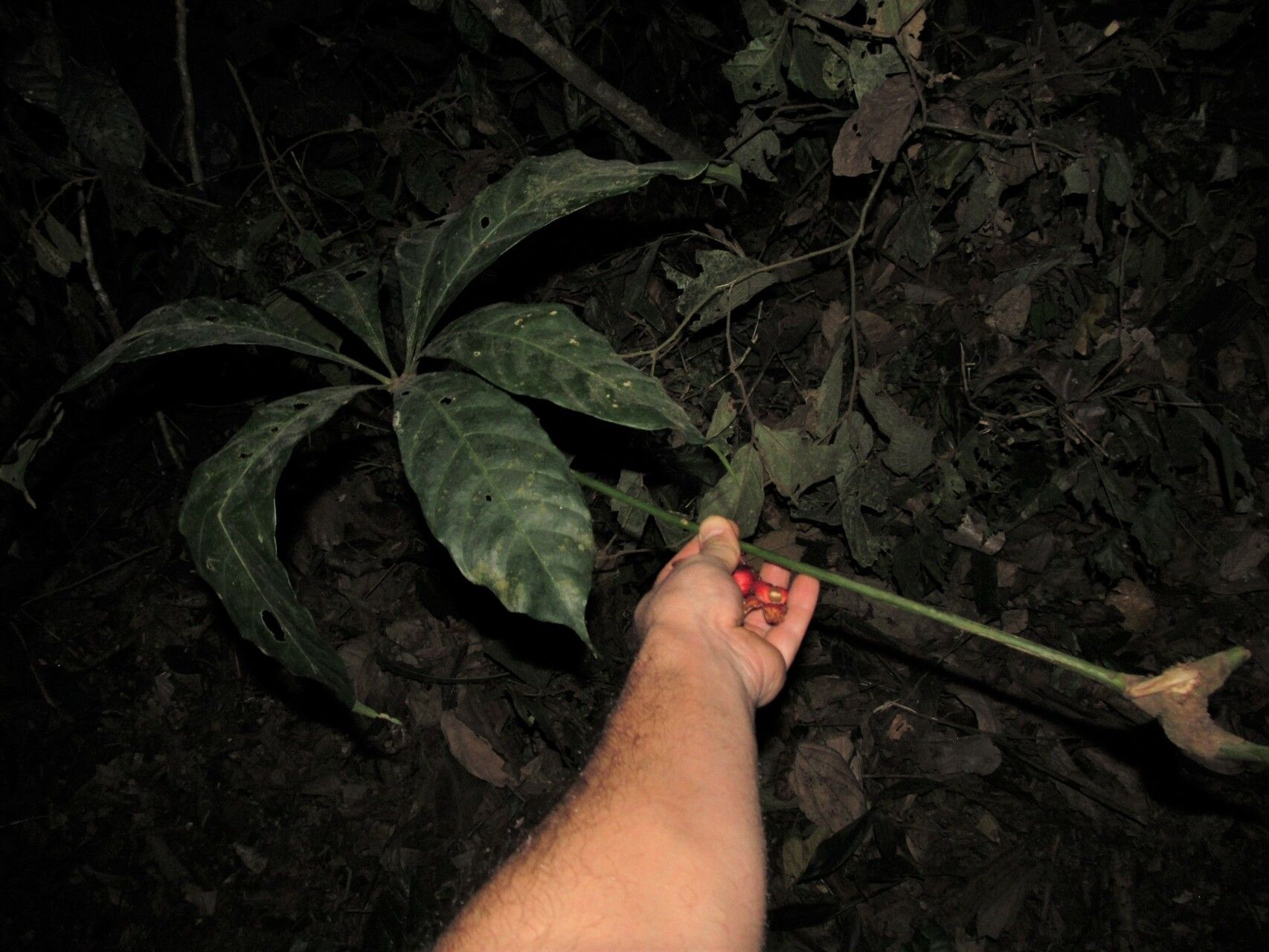 Cola chlamydantha leaf